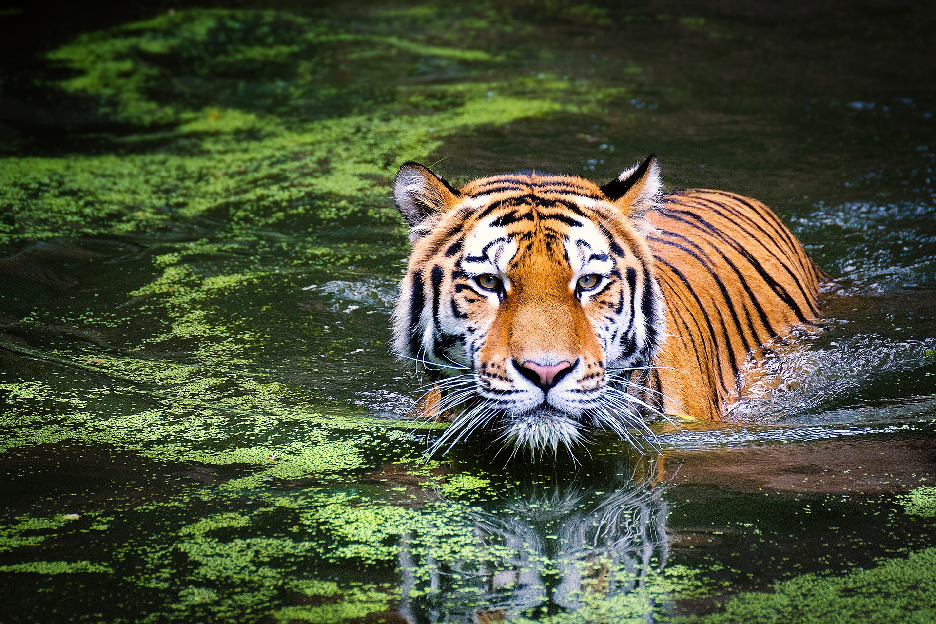 Adopt a Zoo Animal