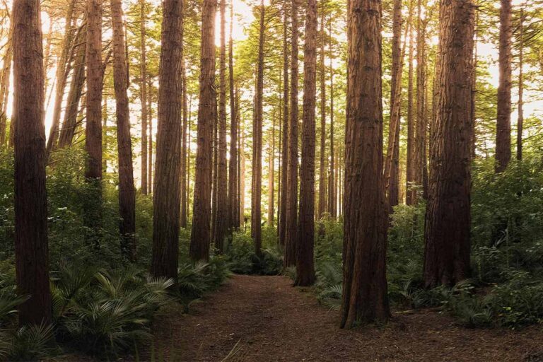 Is Your Timber Sustainable? Here&rsquo;s How to Tell Before You Buy